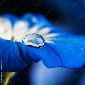 Meet your Posher, Janice